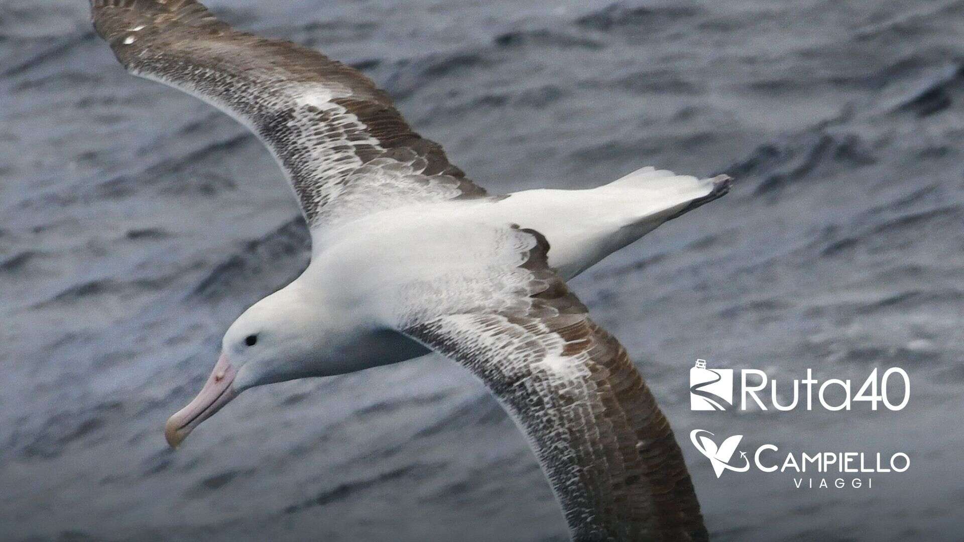 antartide crociera - campiello viaggi 3