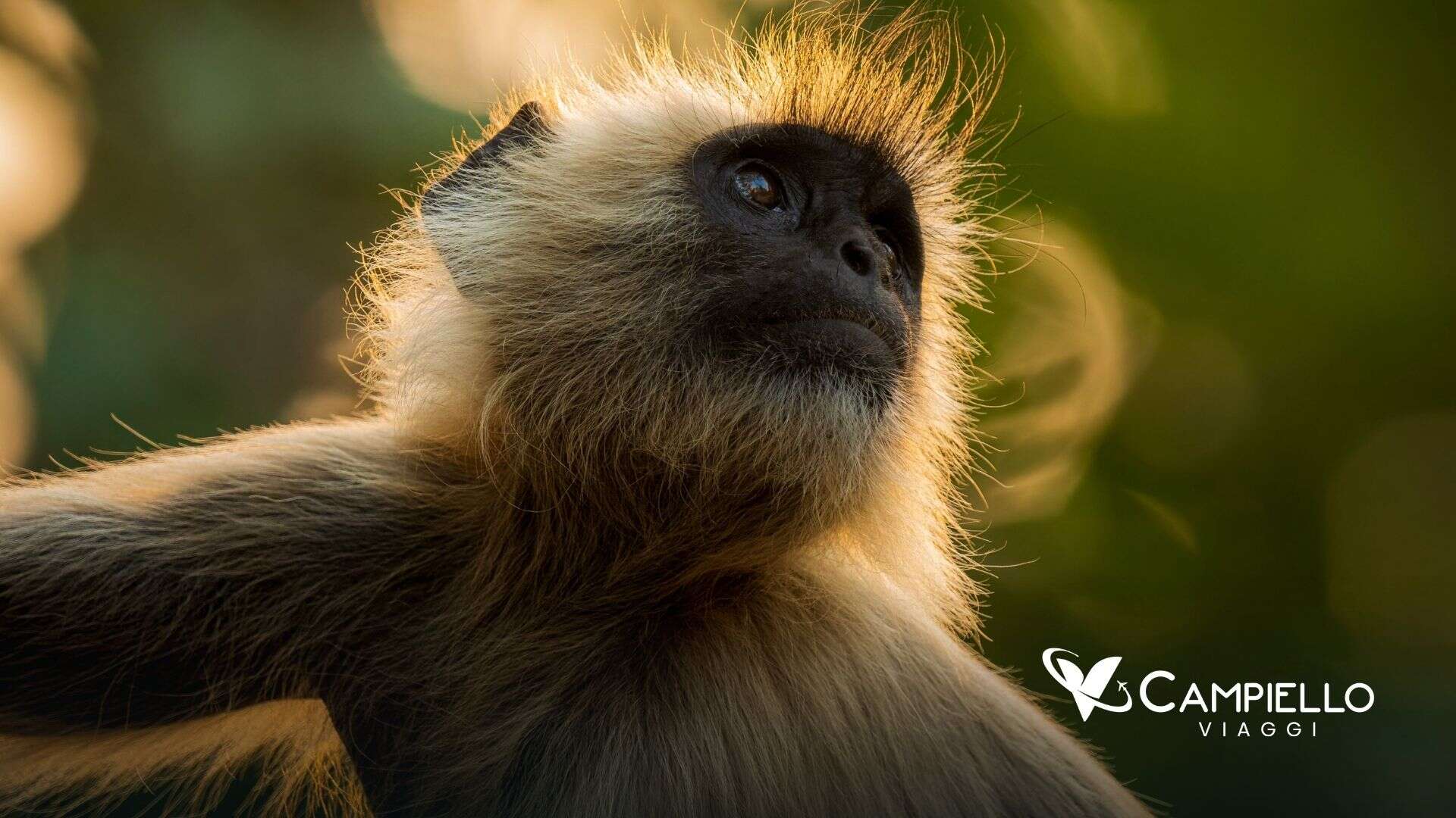 wild life indian tour - campiello viaggi(2)