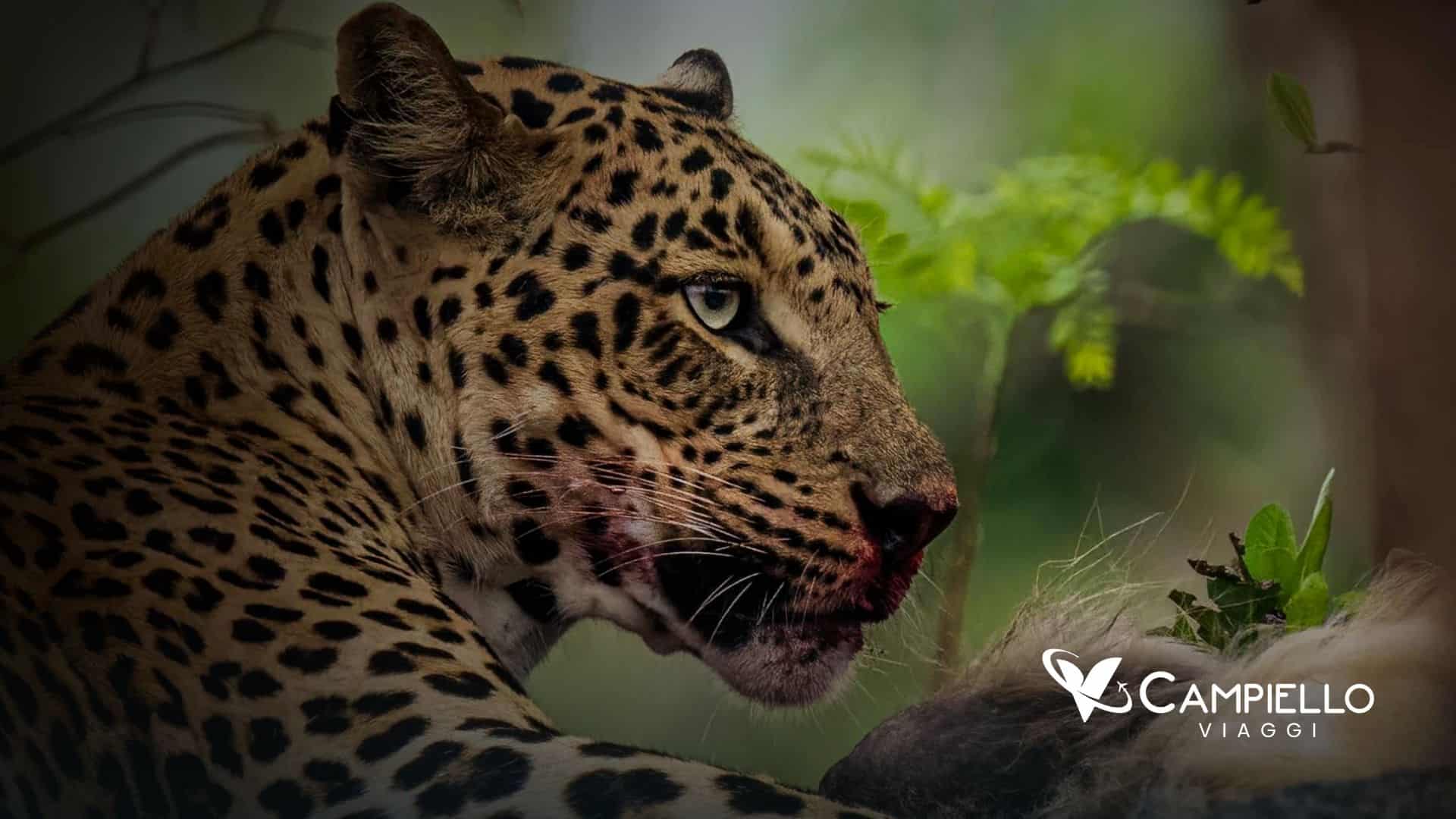 wild life indian tour - campiello viaggi(3)