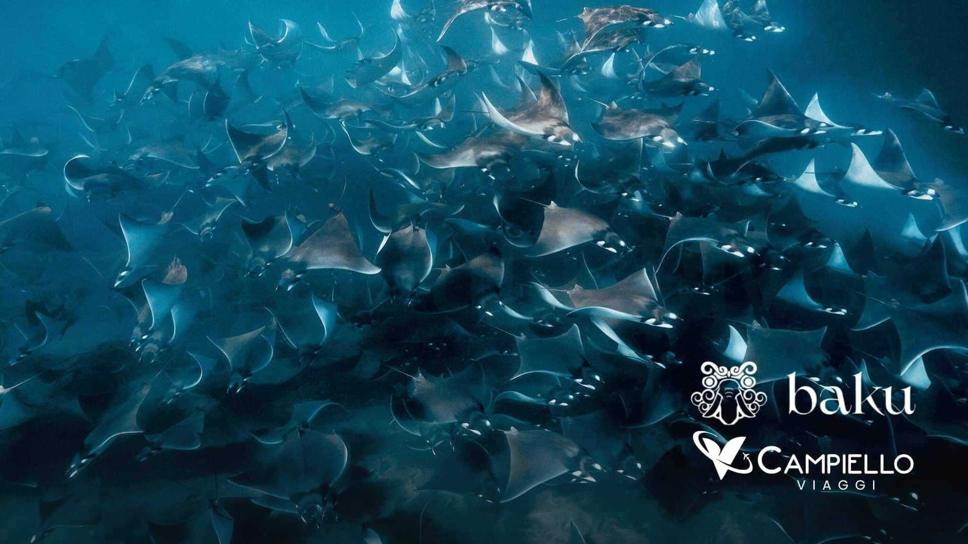 Baja California - Le rotte segrete del blu - campiello viaggi 2