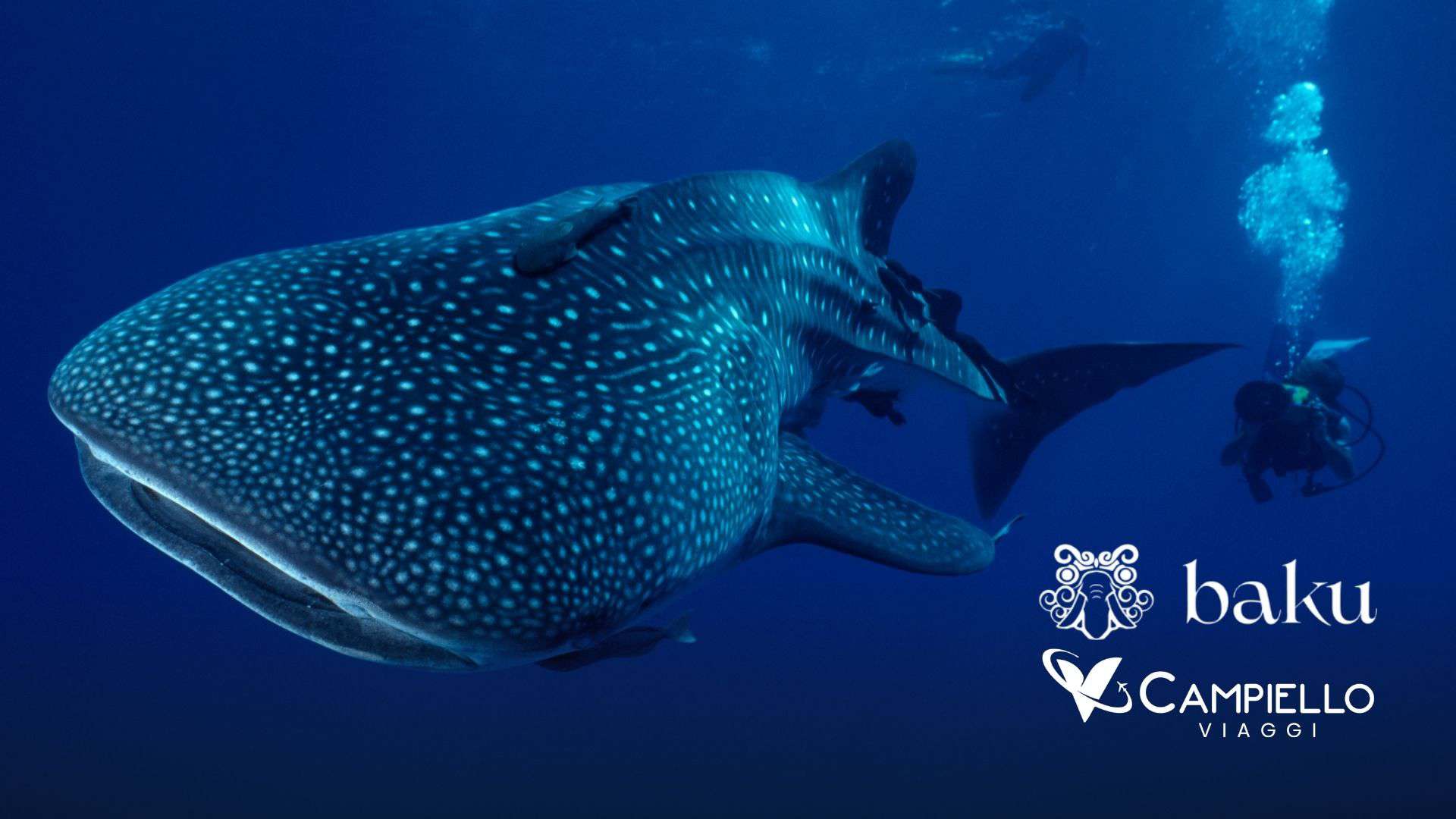 Baja California - Le rotte segrete del blu - campiello viaggi 3