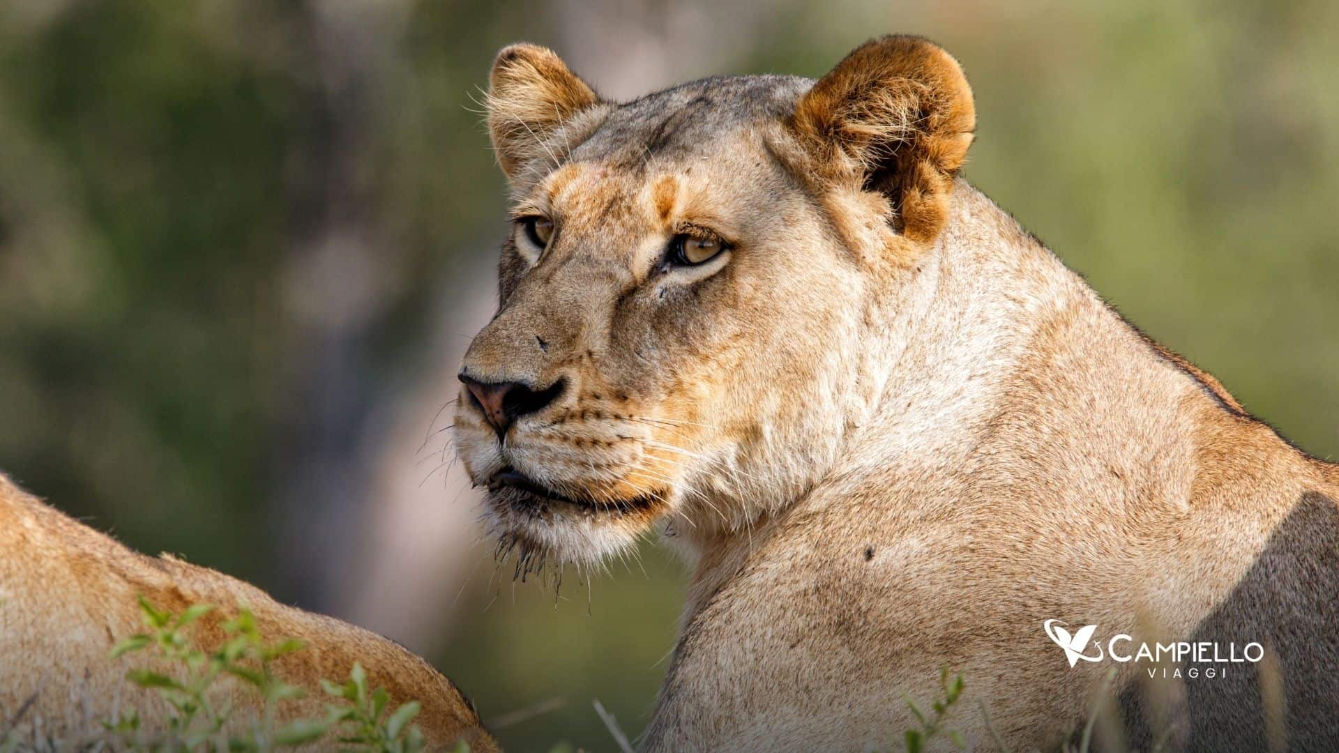 sudafrica viaggio 2026 sabi sands - campiello viaggi