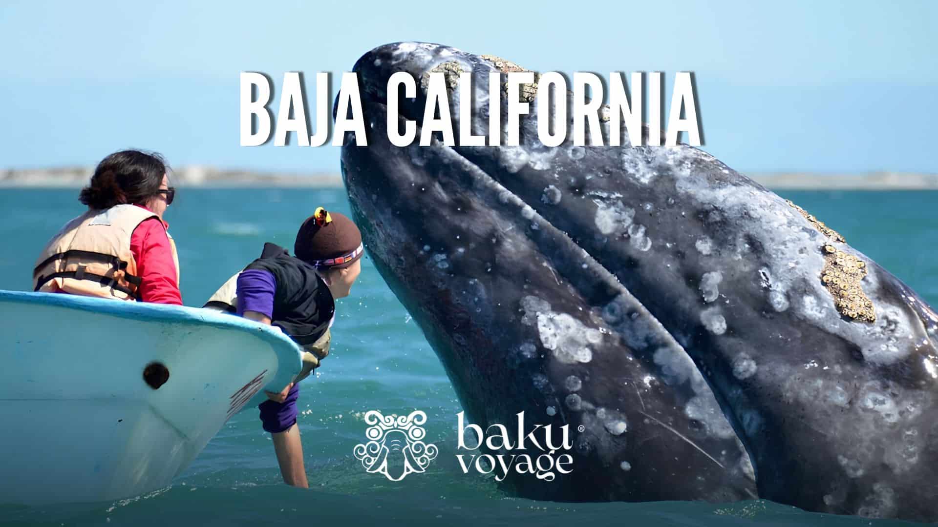 baja california balene grigie - campiello viaggio